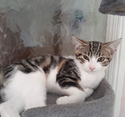 Alfie – Adopted