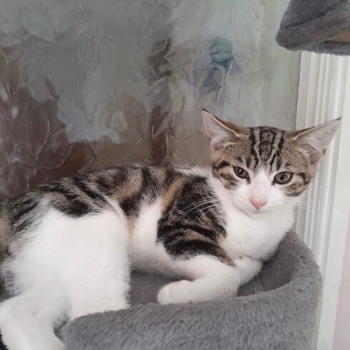 Alfie – Adopted
