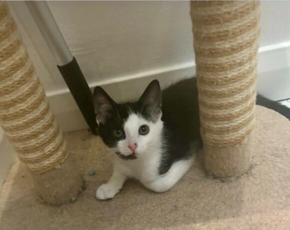 Lancelot – Adopted