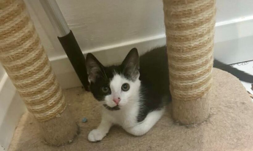 Lancelot – Adopted