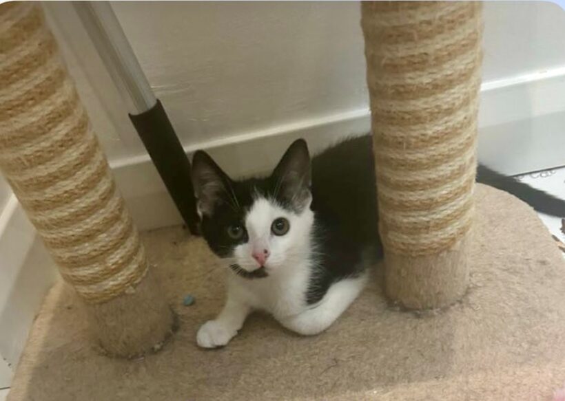 Lancelot – Adopted