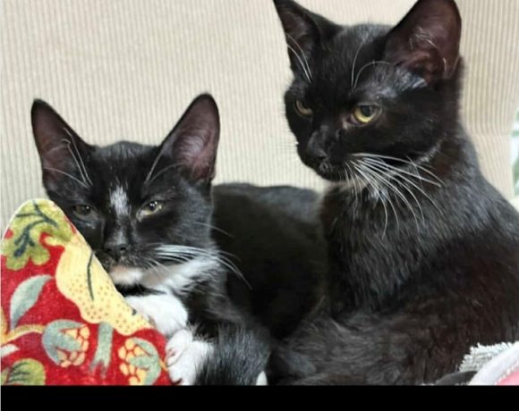 Trixi & Spirit Trixi & Spirit