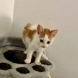 Barney – Adopted