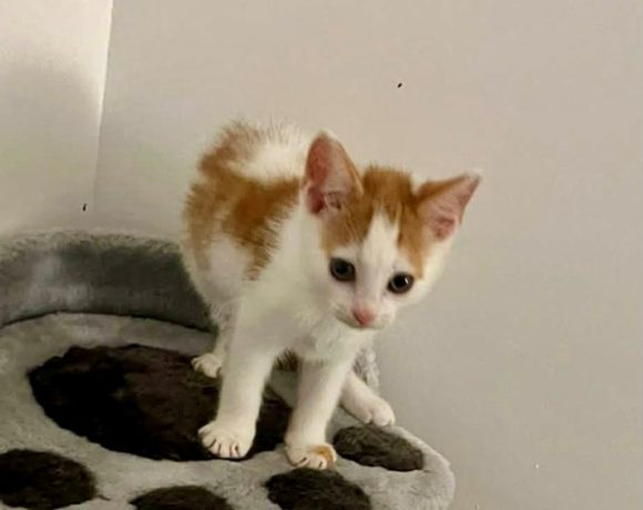 Barney – Adopted Barney – Adopted