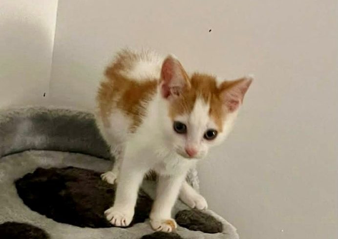 Barney – Adopted Barney – Adopted