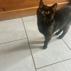 Nelly Adopted