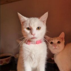 Winter Adopted