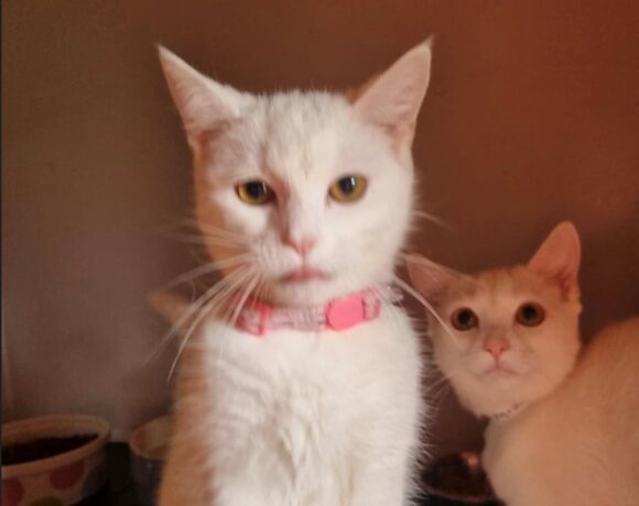 Winter Adopted