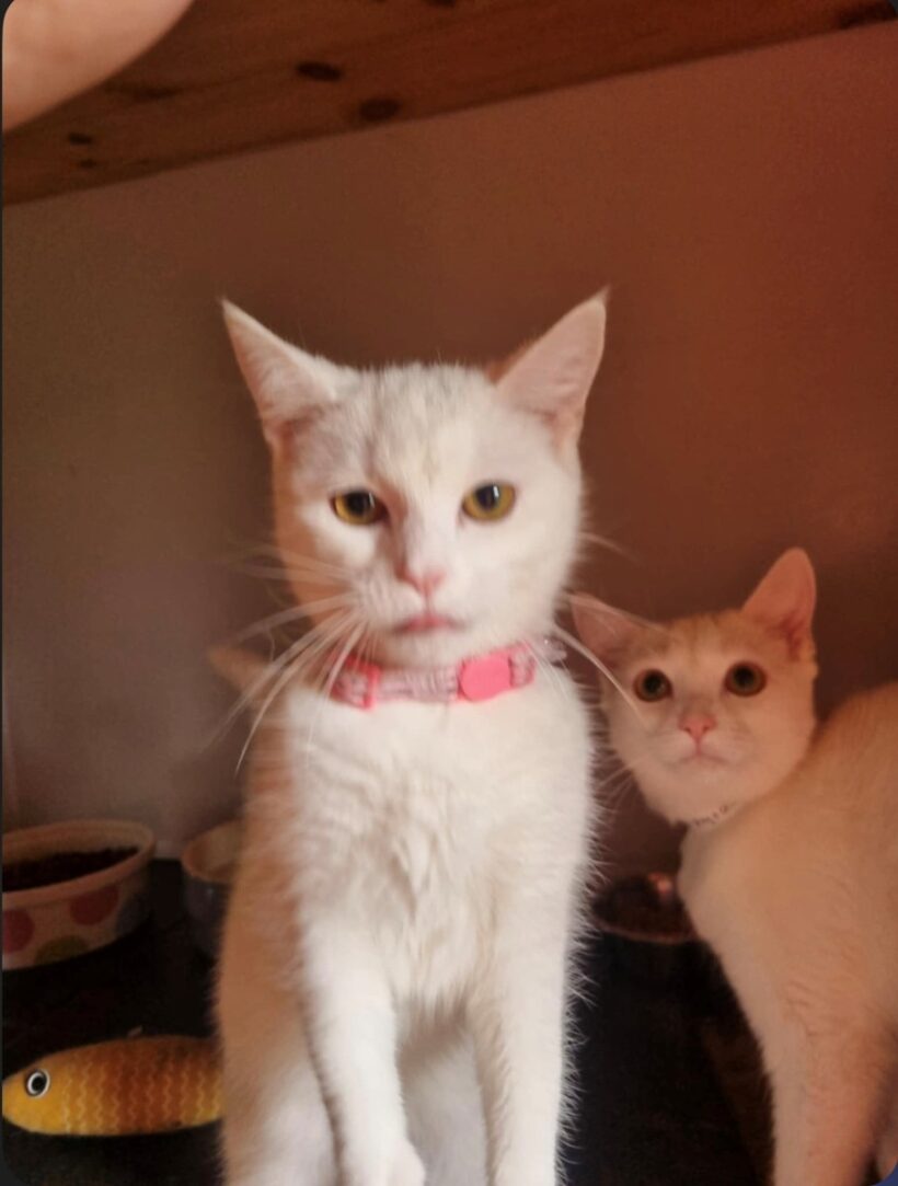 Winter Adopted