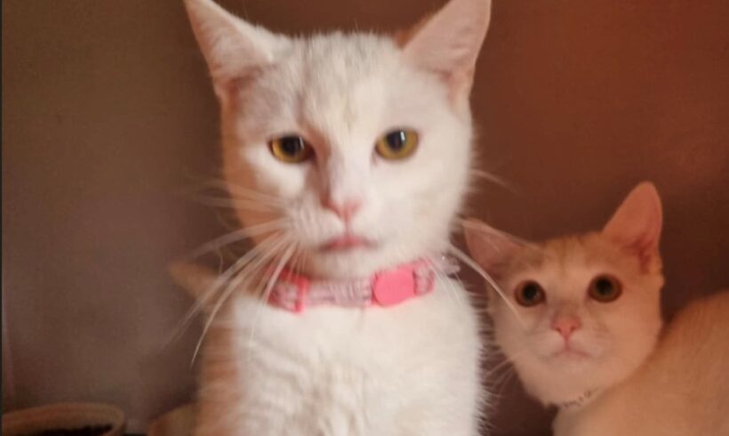 Winter Adopted