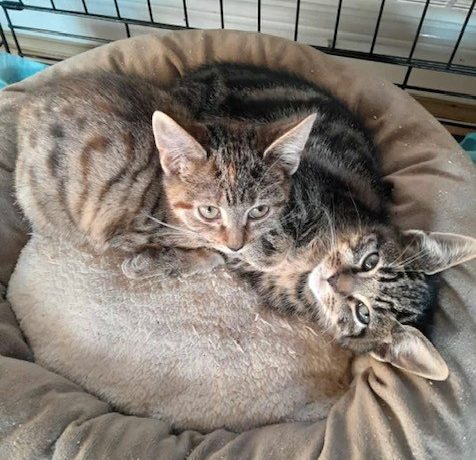 Mork & Mindy Mork & Mindy