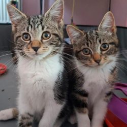 Athena & Cleo