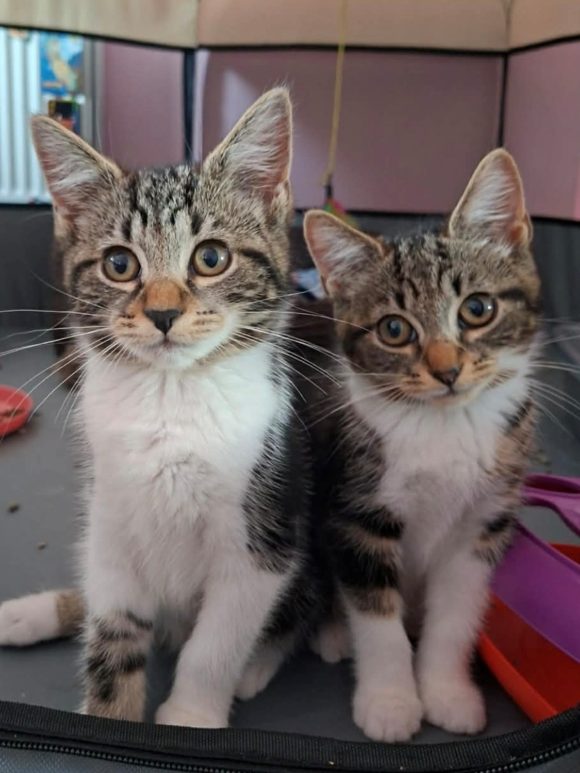 Athena & Cleo