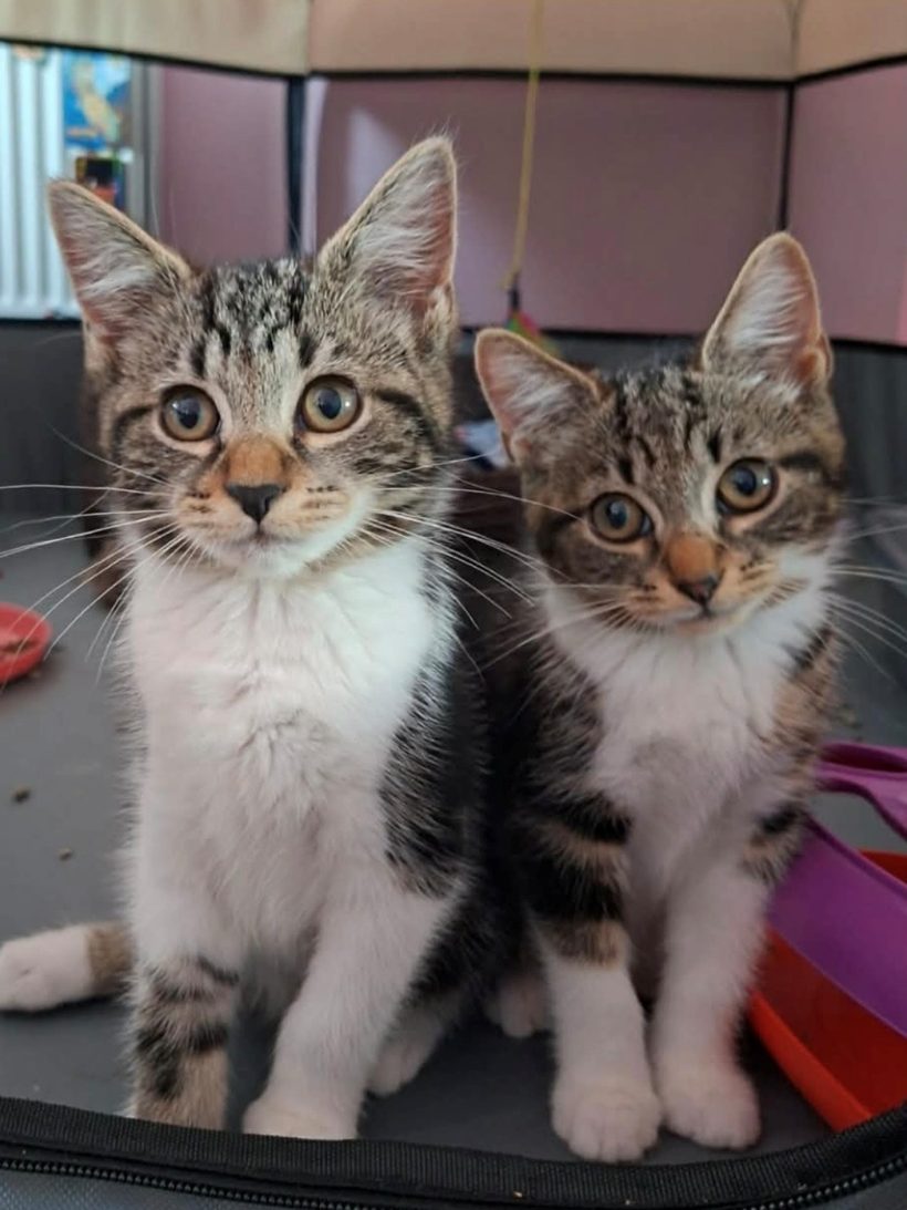 Athena & Cleo Athena & Cleo