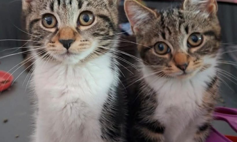 Athena & Cleo