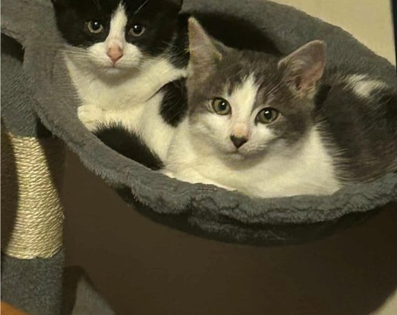 Bingo & Blue Bingo & Blue