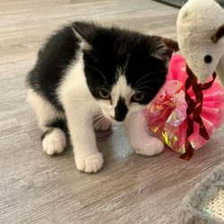 Dorothy – Adopted