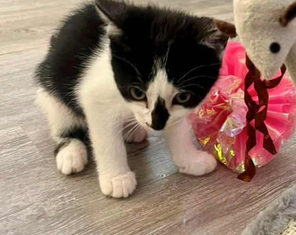 Dorothy – Adopted Dorothy – Adopted