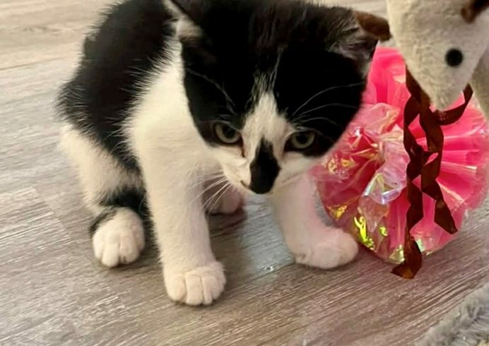 Dorothy – Adopted Dorothy – Adopted