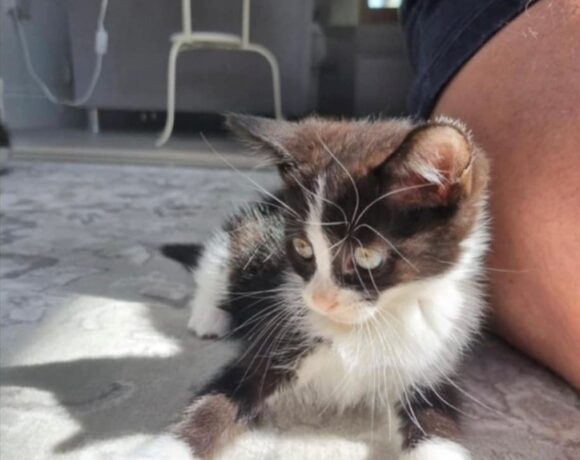 Dusk Adopted