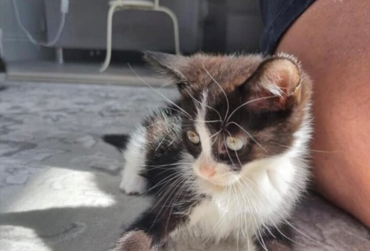 Dusk Adopted
