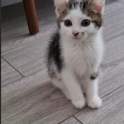 Pixie Adopted