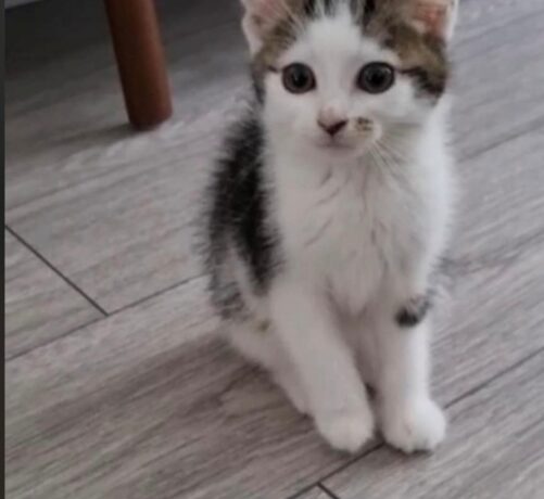 Pixie Adopted