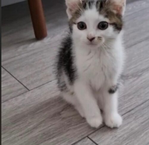 Pixie Adopted