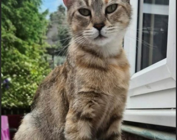 Suki