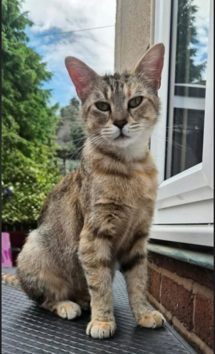 Suki