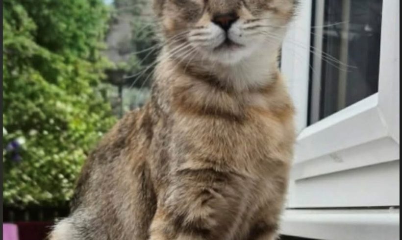 Suki