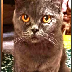 Vera – Adopted
