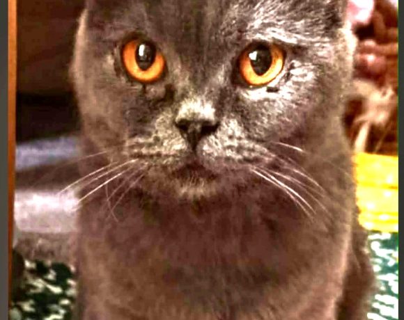 Vera – Adopted Vera – Adopted