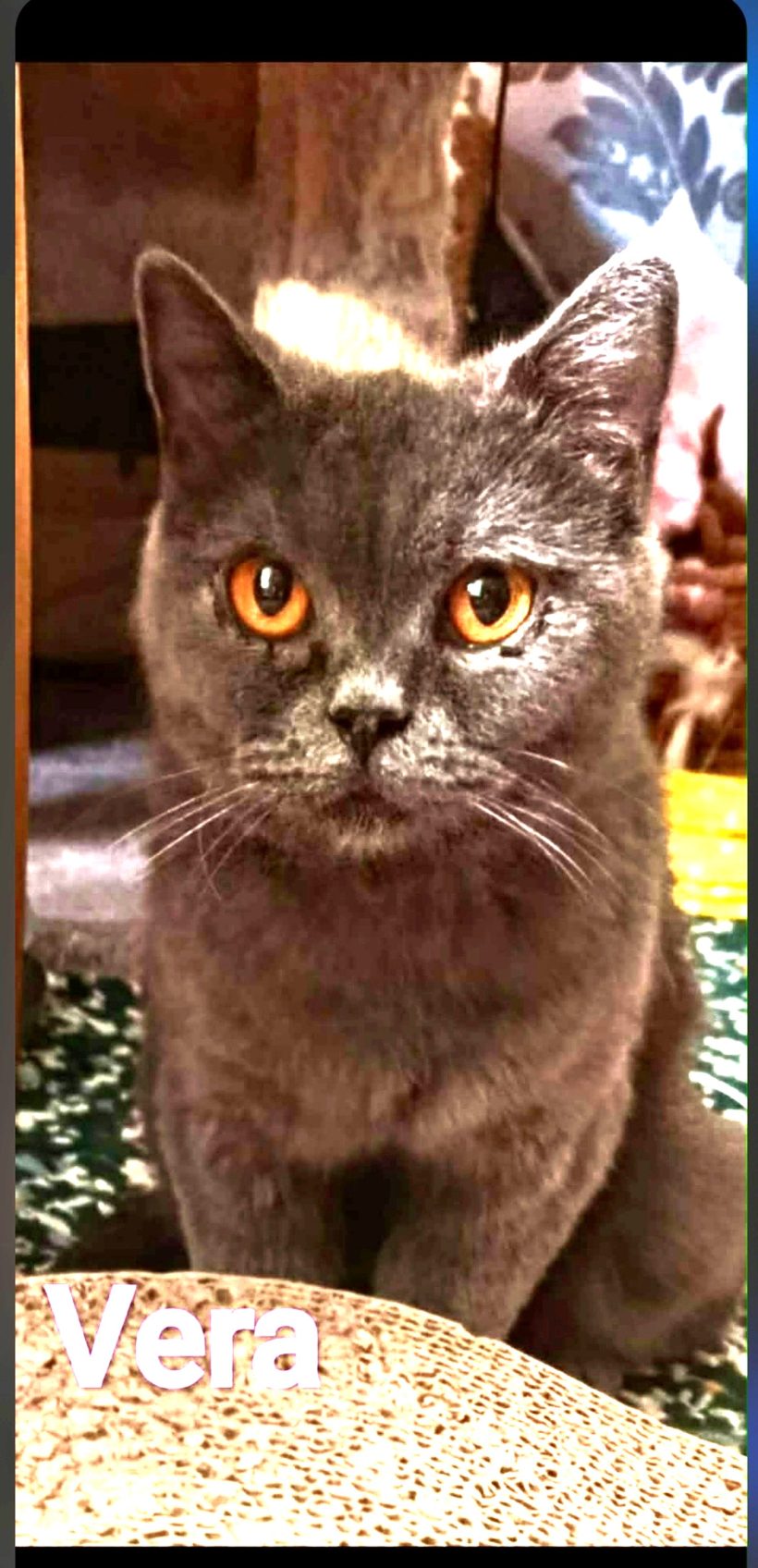 Vera – Adopted Vera – Adopted