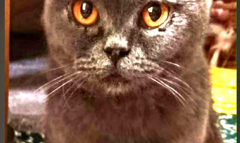 Vera – Adopted Vera – Adopted